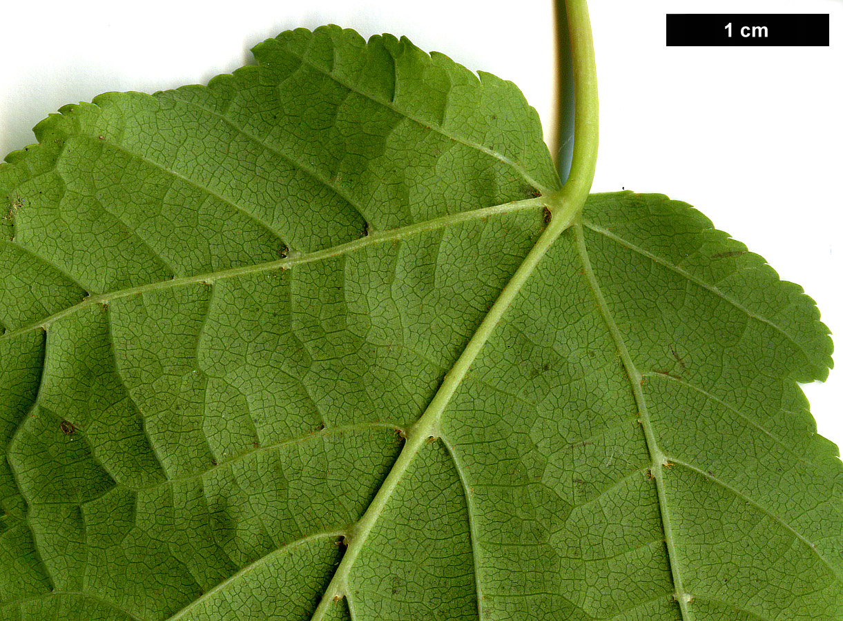 High resolution image: Family: Sapindaceae - Genus: Acer - Taxon: LANC 962